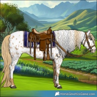 Horse Color:Chestnut Appaloosa