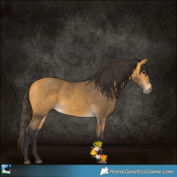 Horse Color:Buckskin 