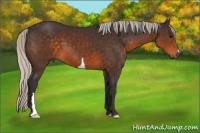 Horse Color:Silver Buckskin 