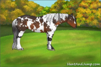 Horse Color:White Spotted Buckskin 