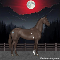 Horse Color:Liver Chestnut Tobiano 