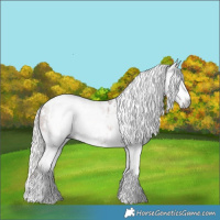 Horse Color:Gray Silver Black Pearl Tobiano Appaloosa 