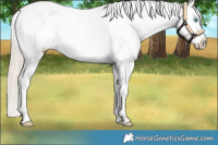 Horse Color:Perlino Dun Snowcap