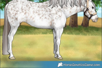 Horse Color:Brown Dun Sabino Appaloosa 