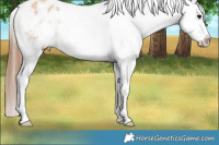Horse Color:Bay Dun Splash Appaloosa 