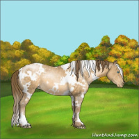Horse Color:White Spotted Buckskin Pearl 