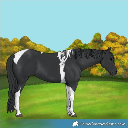 Horse Color:Black Tobiano 
