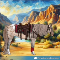 Horse Color:Bay Dun Appaloosa