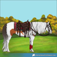 Horse Color:Bay Splash Tobiano 