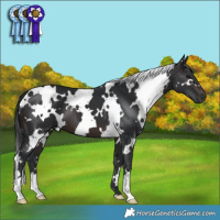 Horse Color:White Spotted Brown 