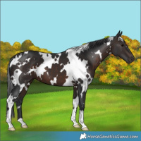Horse Color:White Spotted Brown 