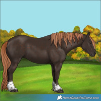 Horse Color:Liver Chestnut Tobiano 