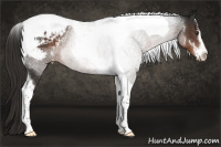 Horse Color:Liver Chestnut Sabino Tobiano Appaloosa 