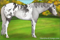Horse Color:Gray Silver Black Sabino Tobiano Appaloosa Rabicano 