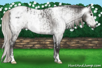 Horse Color:Gray Silver Black Sabino Tobiano Blanket Rabicano  and Gray Silver Black Sabino Tobiano Varnish Rabicano 