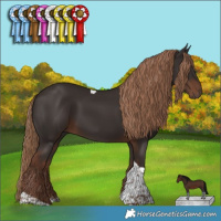 Horse Color:Liver Chestnut Tobiano Rabicano 