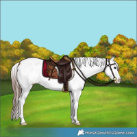 Horse Color:Bay Sabino Tobiano Appaloosa