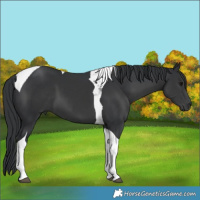 Horse Color:Black Tobiano 