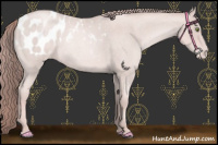 Horse Color:Platinum Gold Champagne Roan Appaloosa