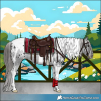 Horse Color:Black Tobiano Appaloosa 