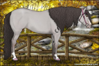 Horse Color:Platinum Classic Champagne Dun Sabino 