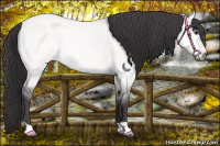 Horse Color:Platinum Buckskin Dun 