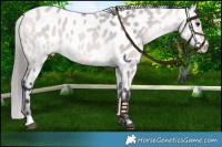 Horse Color:Platinum Buckskin Near Leopard 