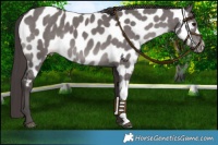 Horse Color:Platinum Smoky Grullo Near Leopard 
