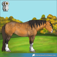 Horse Color:Buckskin 
