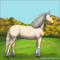 Horse Color:Palomino Dun Tobiano 