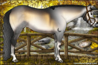 Horse Color:Gray Brown Onyx 