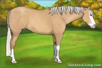 Horse Color:Silver Amber Champagne Splash 