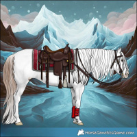 Horse Color:Chestnut Sabino Tobiano Appaloosa 