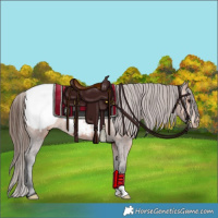Horse Color:Brown Appaloosa