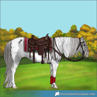 Horse Color:Black Tobiano Appaloosa 