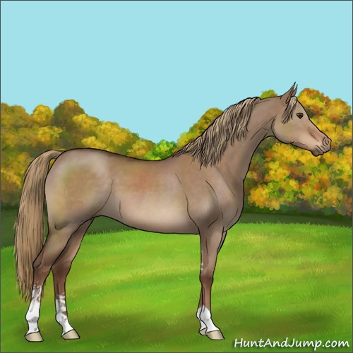 Horse Color:Liver Red Dun Sabino 