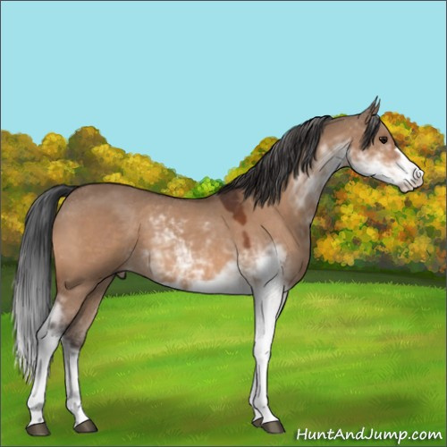 Horse Color:Bay Dun Sabino 