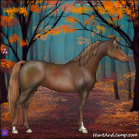 Horse Color:Liver Chestnut 