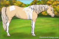 Horse Color:Gold Cream Champagne Tobiano