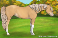 Horse Color:Gold Cream Champagne Sabino Tobiano