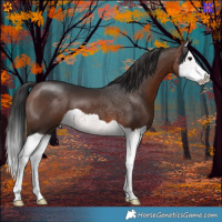 Horse Color:Brown Splash 