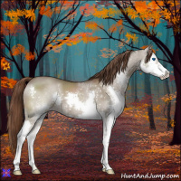 Horse Color:Liver Red Dun Splash Appaloosa 