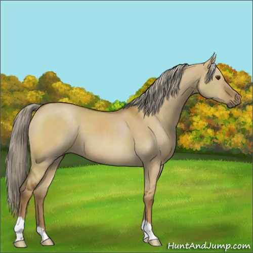 Horse Color:Chocolate Palomino Dun 