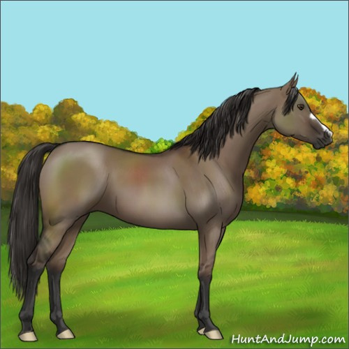 Horse Color:Liver Red Dun 
