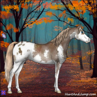 Horse Color:Liver Chestnut Sabino Splash Appaloosa Rabicano 