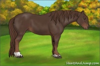 Horse Color:Liver Chestnut Tobiano 