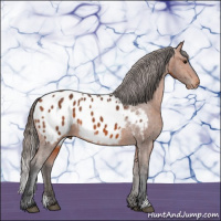 Horse Color:Bay Appaloosa 