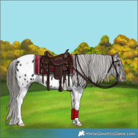 Horse Color:Black Tobiano Appaloosa