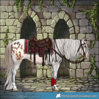 Horse Color:Bay Appaloosa Rabicano