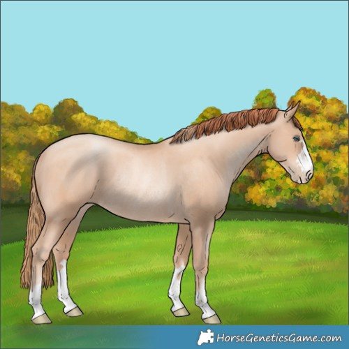 Horse Color:Gold Champagne Pearl Rabicano  and Amber Champagne Pearl Rabicano 